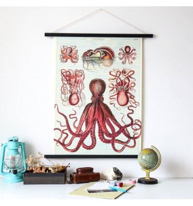 Cabinet de curiosité planche affiche A3 anatomie zoologie pieuvre octopus poulpe 