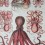 Affiche pédagogique octopus - Cavallini & Co