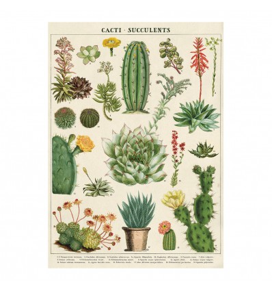 Affiche pédagogique Cactus et succulentes - Cavallini & Co