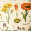 Affiche fleurs Spécimens sauvages - Cavallini & Co
