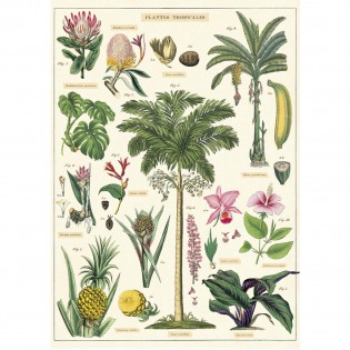 Affiche pédagogique plantes tropicales