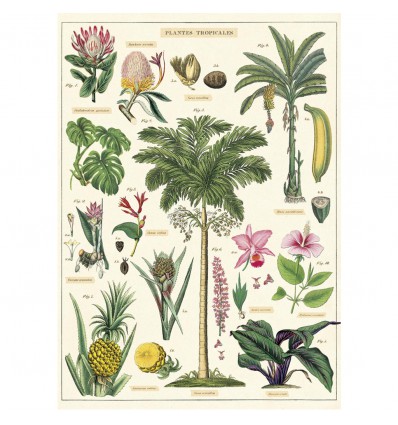 Affiche pédagogique plantes - Cavallini