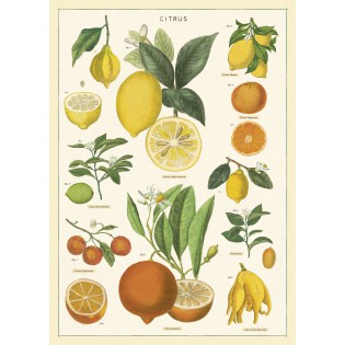 Affiche Citrons - Cavallini & Co