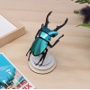 Insecte DIY Stag Beetle vert - Assembli