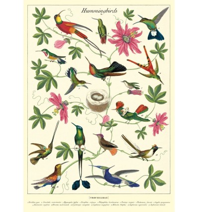Affiche pédagogique Colibri - Cavallini