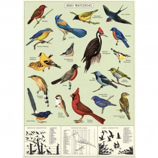Affiche Oiseaux Cardinal - Cavallini & Co