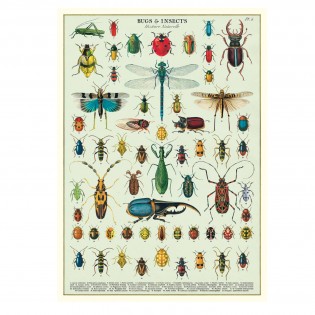 Affiche pédagogique Insectes - Cavallini & Co