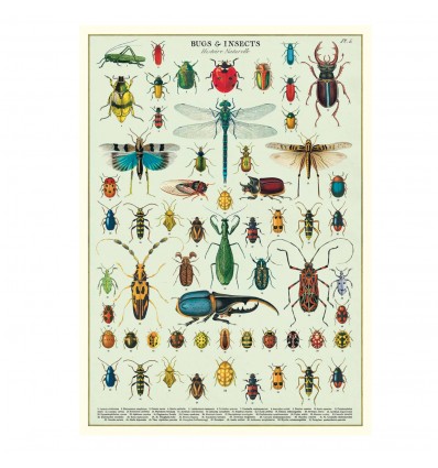 Affiche pédagogique Insectes - Cavallini & Co