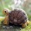 Eugy puzzle Tortue de terre 3D en carton