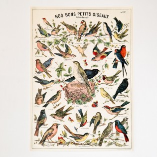 Affiche Oiseaux rétro vintage - Cavallini & Co